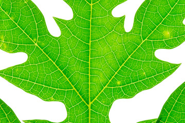 Green leaf papaya isolated