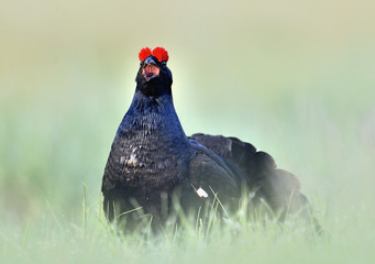 Portrait of a lekking black grouse (Tetrao tetrix)
