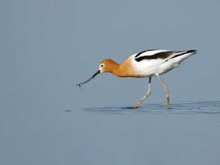 American Avocet in Breeding Colors