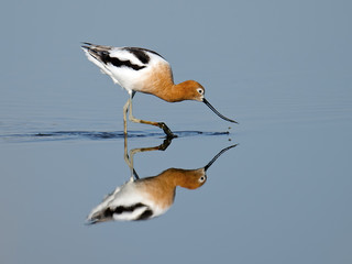 American Avocet in Breeding Colors