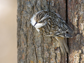 Brown Creeper Scaling a Tree
