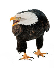 Naklejka premium Close up Portrait of a Bald eagle with an open beak .