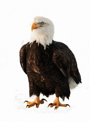 Close up Portrait of a Bald Eagle isolated on white © Uryadnikov Sergey