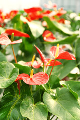 Anthurium flowers in huge greenhouse