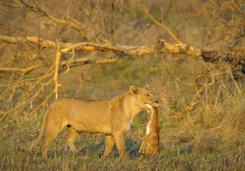 Lioness with prey.