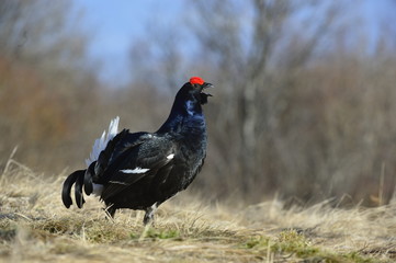 Birkhuhn, black grouse [Tetrao tetrix], blackgame [Lyrurus tetrix). Portrait of a lekking black grouse (Tetrao tetrix) Sunrise . Early morning. Forest.
