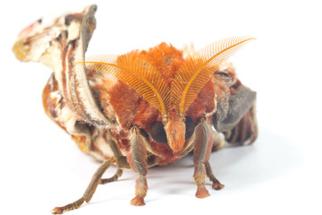 Fototapeta premium attacus atlas moth on white background 