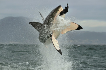 Great White Shark (Carcharodon carcharias) breaching in an attack. - 95064617