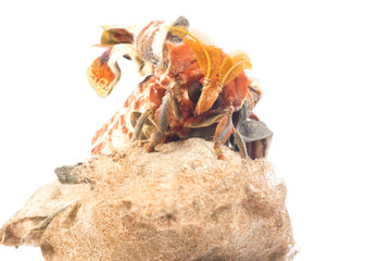 Obraz premium attacus atlas moth on white background 