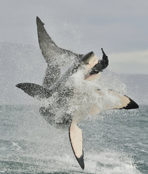 Great White Shark (Carcharodon carcharias) breaching in an attack.
