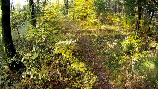 AERIAL: Autumn forest