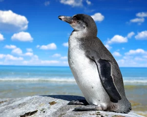 Poster The Humboldt Penguin (Spheniscus humboldti) © vencav