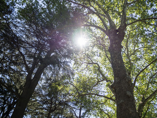 Dark jungle or forest top view with sun light ray