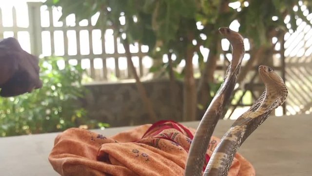SLOW MOTION: Snake charmer with cobra
