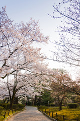 Sakura blossom in the park at Kanazawa, Japan