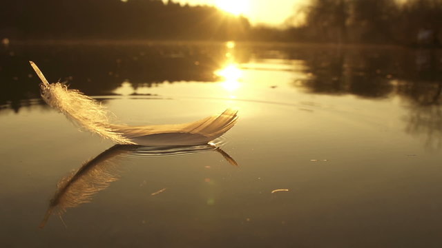 SLOW MOTION: Feather falls into the water