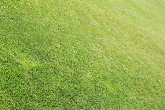 Green grass closeup