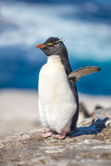 Rockhopper Penguins with ocean in background