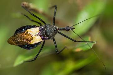 shield bug on leaf