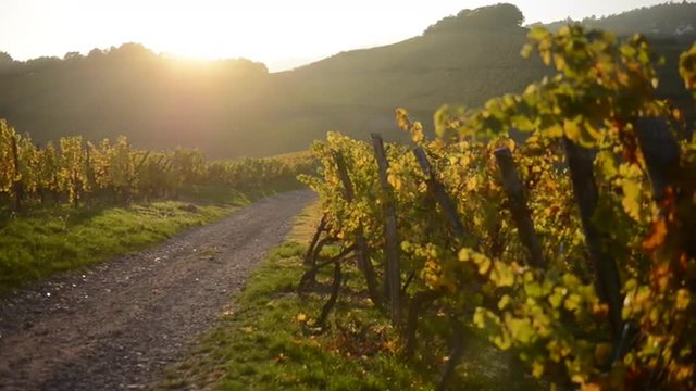 Sunset in Alsace Vineyard France