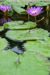 fresh lotus in pond