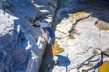 Rockhopper Penguin hopping up rock back to colony