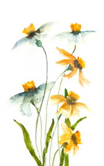 Beautiful wild flowers, watercolor illustrator