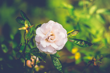 Roses in the garden filtered