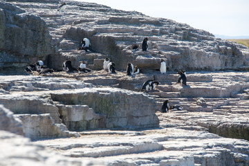 Rockhopper Penguin colony