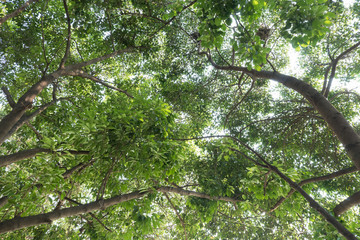 tree branch of green leaves on a big tree, nature background