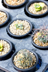 Vareity of small cactus.