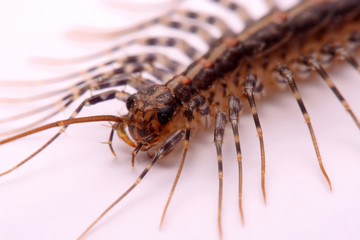 Scutigera smithii Newport (long-legged house centipede) on a white background.