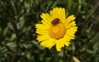 Italian striped-bug over a yellow daisy