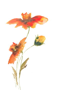 Red wild flowers watercolor painting