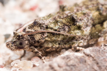 Well Camouflaged Maple Tip Moth Hiding on Mortar Between Bricks