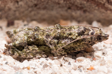 Well Camouflaged Maple Tip Moth Hiding on Mortar Between Bricks