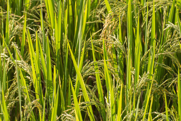 Green ear of rice in paddy rice field