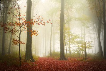 Misty atmosphere in the forest