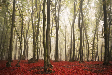 Beautiful fall colors in the forest