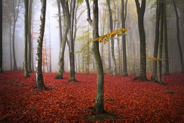 Red leaves in dreamy autumn forest