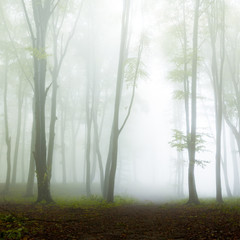 Mysterious trees in foggy forest
