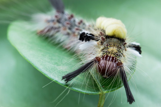 Closeup garden caterpillar on green leaf background