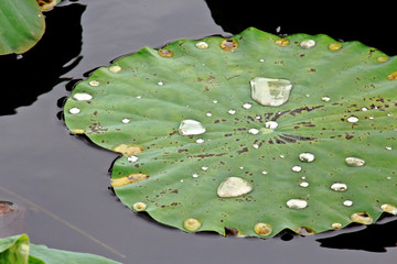 Water Drop On Green Lotus Leaf 