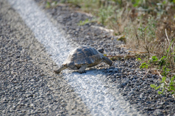 Turtle on the road