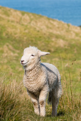 Obraz premium young lamb standing on grass