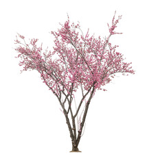 Naklejka premium pink sacura tree