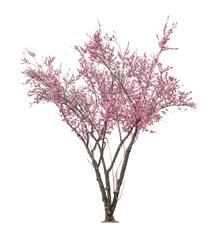 Papier Peint photo Fleur de cerisier arbre sacura rose