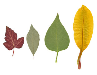 Dried leaves of various plants..
