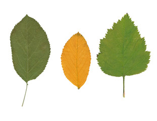 Three dried leaves of various plants.