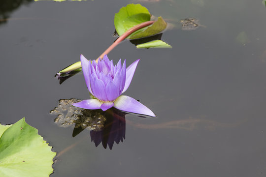 Fototapeta Water lilly or lotus